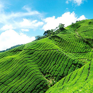 Munnar-Nearest-img1, Best Taxi in Near Madurai, Best Car Rental in Madurai, Best Yatra Trip Package in Madurai