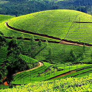 Ooty-Nearest-img1, Best Taxi in Near Madurai, Best Car Rental in Madurai, Best Price Cab Booking in Madurai
